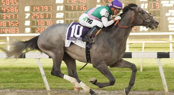 tacitus-horse Tacitus favored for the Belmont